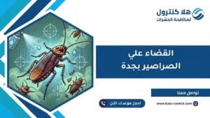 القضاء علي الصراصير بجدة