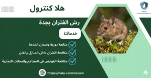 رش الفئران بجدة