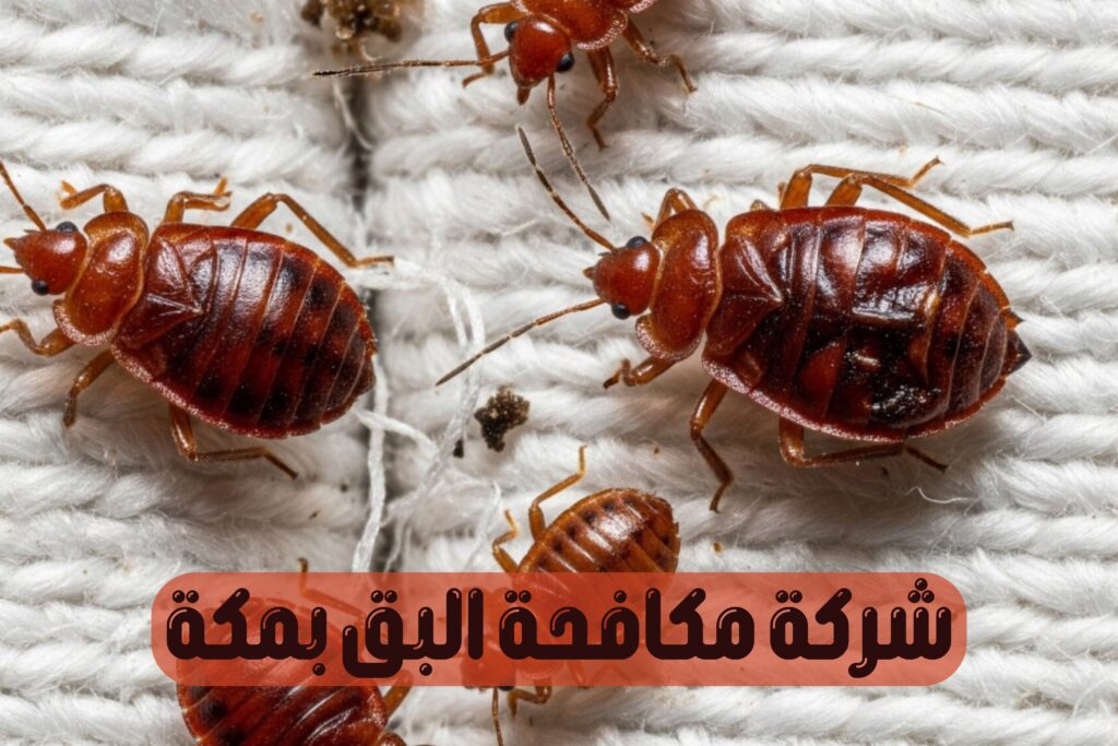 شركة مكافحة البق بمكة