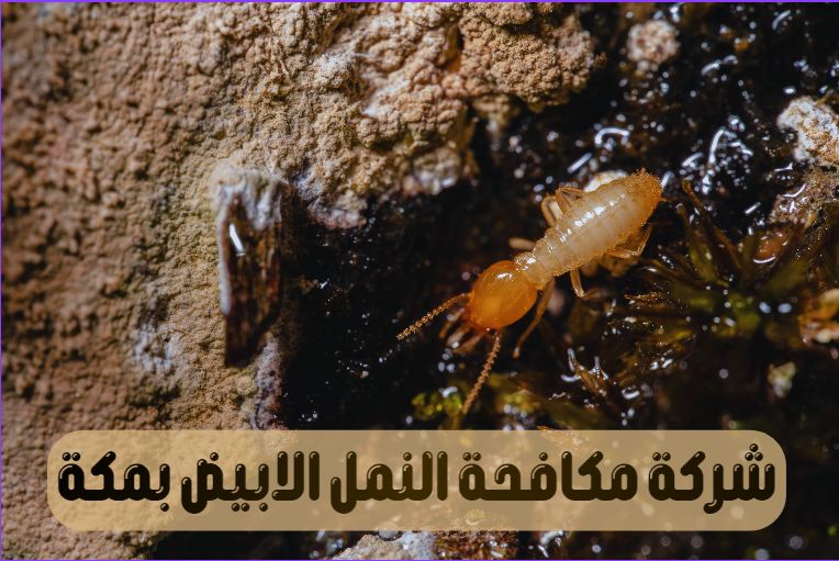 شركة مكافحة النمل الابيض بمكة