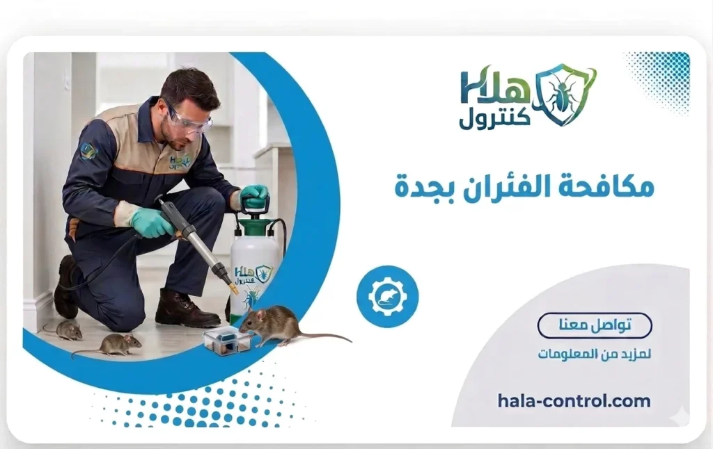 مكافحة الفئران بجدة هلا كنترول