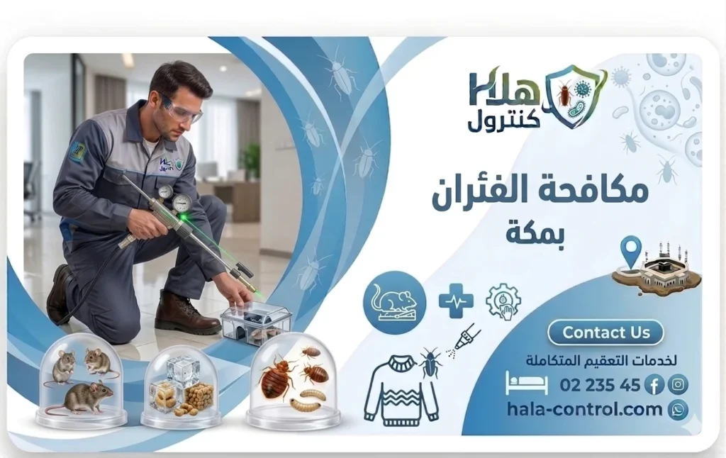 مكافحة الفئران مكة