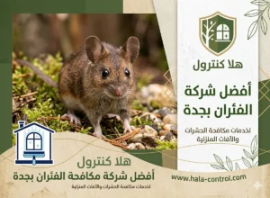 مكافحة فئران بجدة