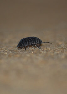 شركة مكافحة العتة بمكة خدمة ممتازة