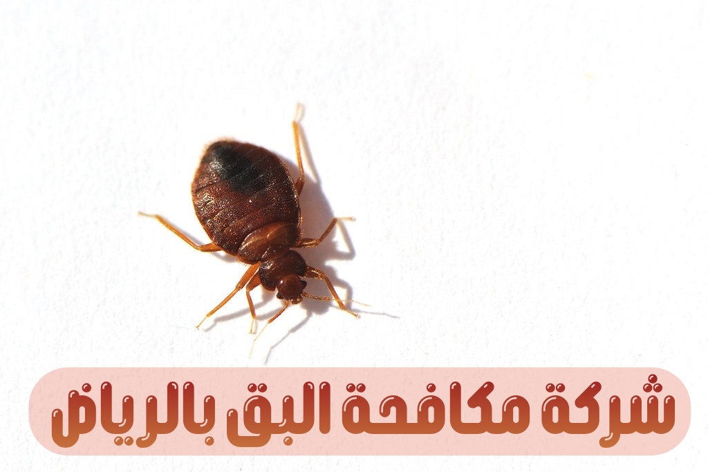 شركة مكافحة البق بالرياض
