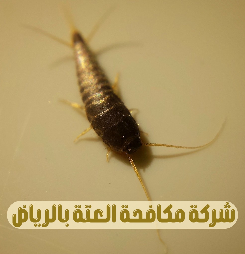 شركة مكافحة العتة بالرياض