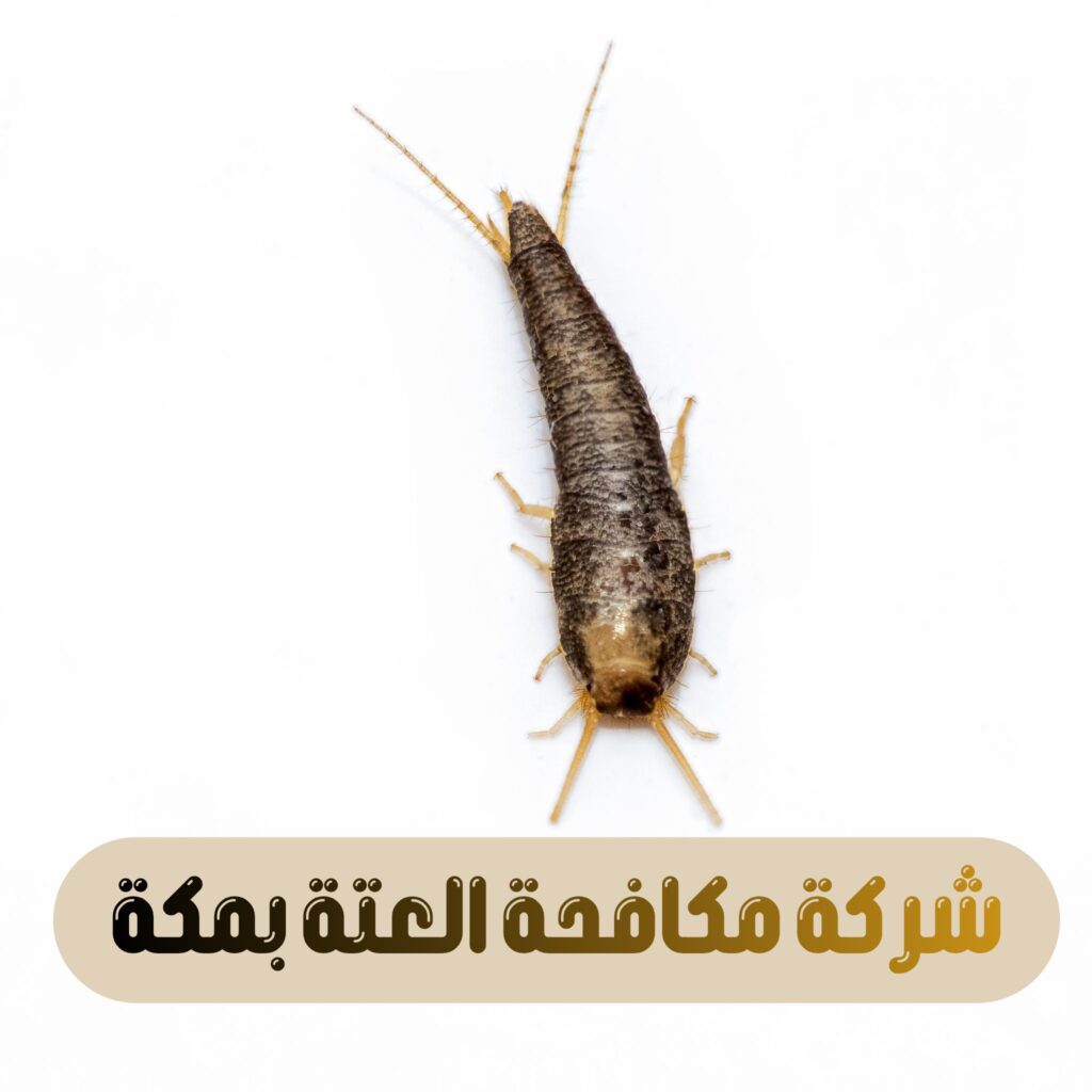 شركة مكافحة العتة بمكة
