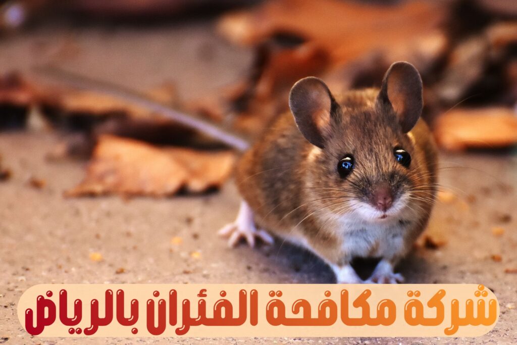 شركة مكافحة الفئران بالرياض