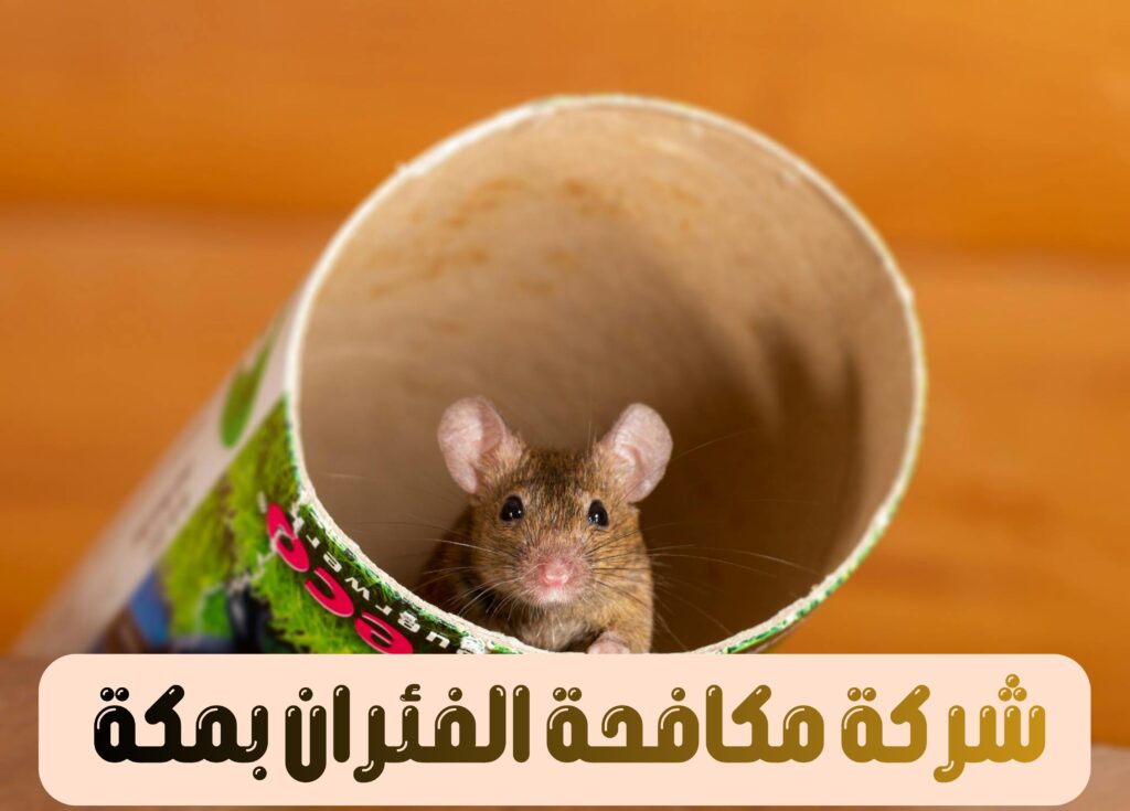 شركة مكافحة الفئران بمكة