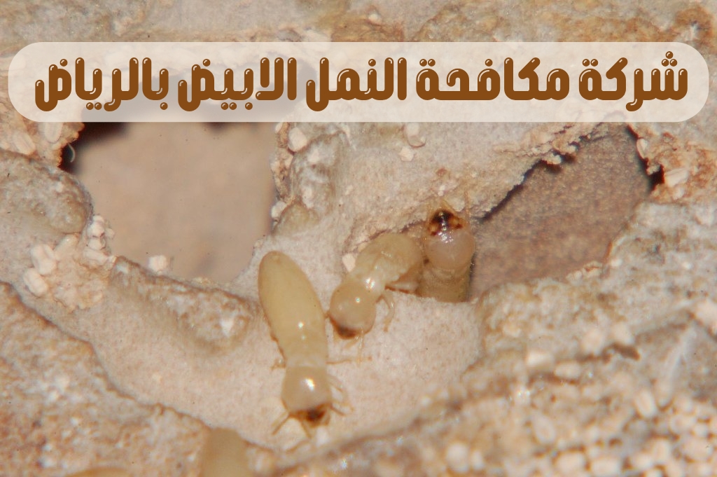 شركة مكافحة النمل الابيض بالرياض