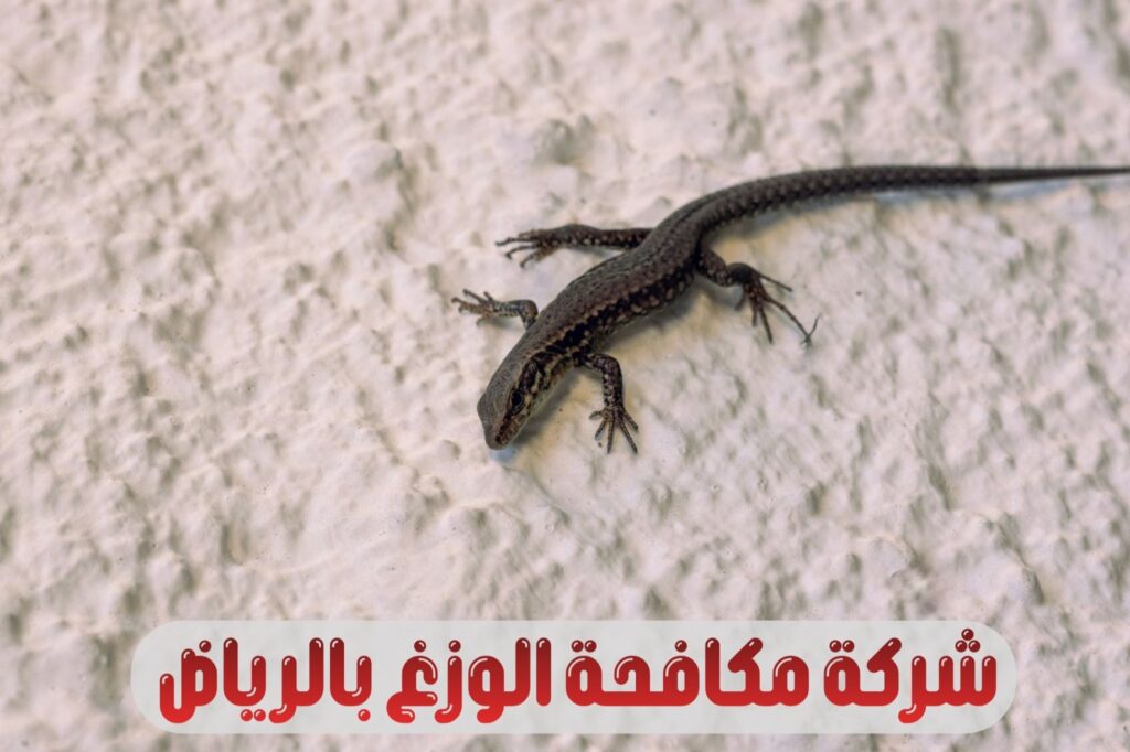 شركة مكافحة الوزغ بالرياض