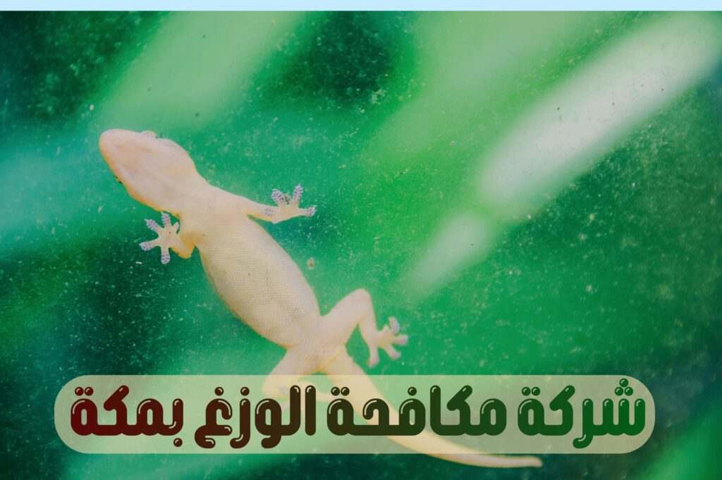 شركة مكافحة الوزغ بمكة