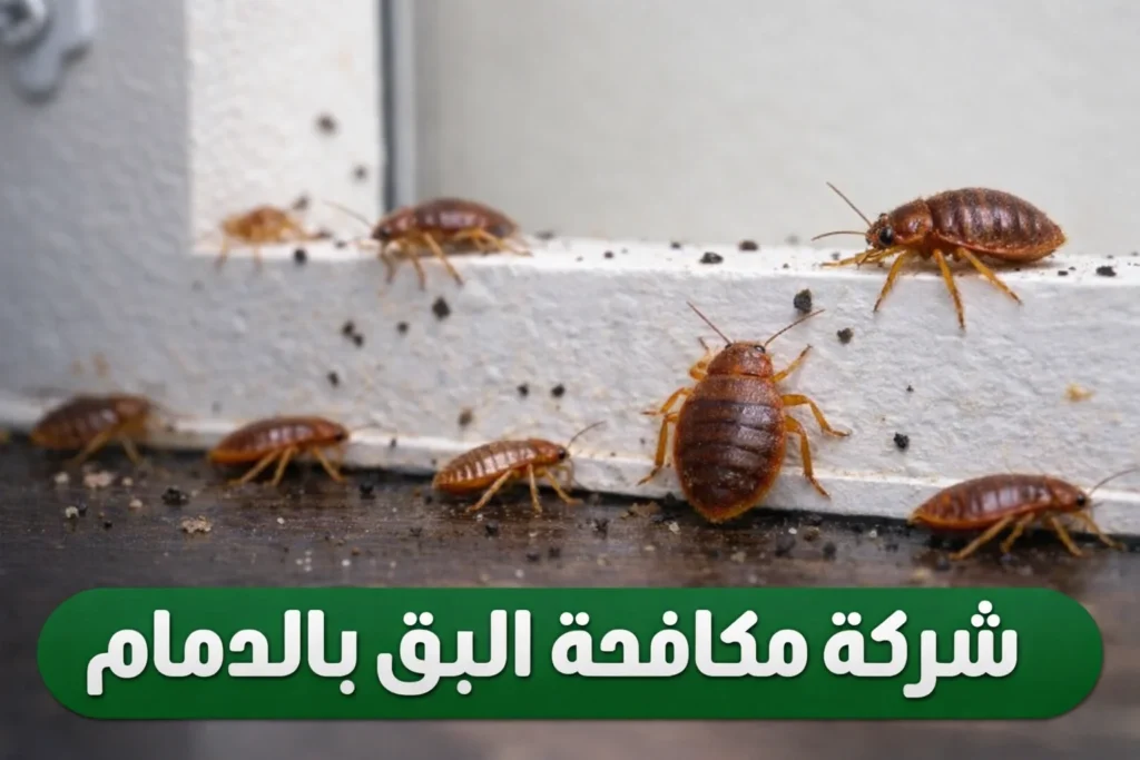 شركة مكافحة البق بالدمام