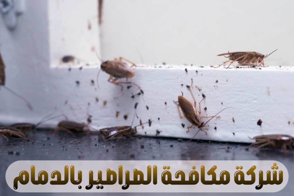 شركة مكافحة الصراصير بالدمام