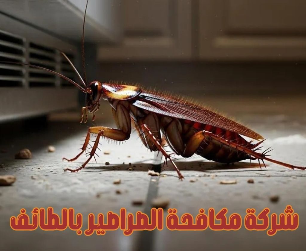 شركة مكافحة الصراصير بالطائف