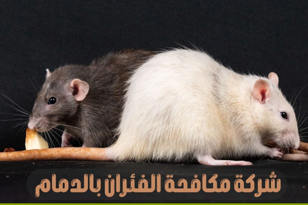 شركة مكافحة الفئران بالدمام