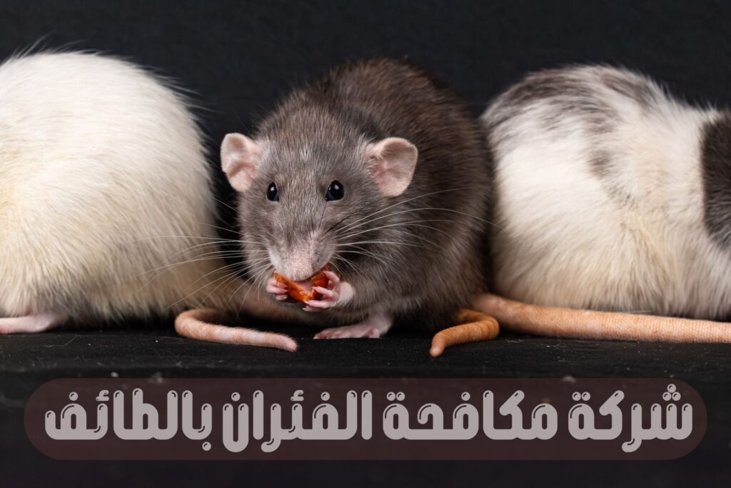شركة مكافحة الفئران بالطائف