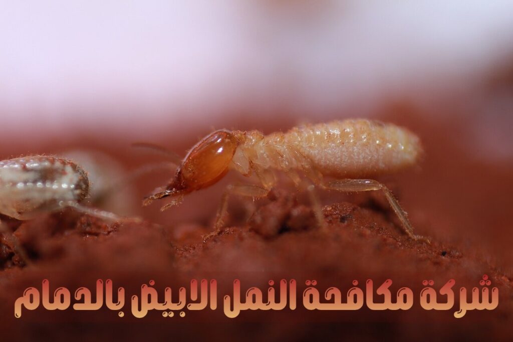 شركة مكافحة النمل الابيض بالدمام