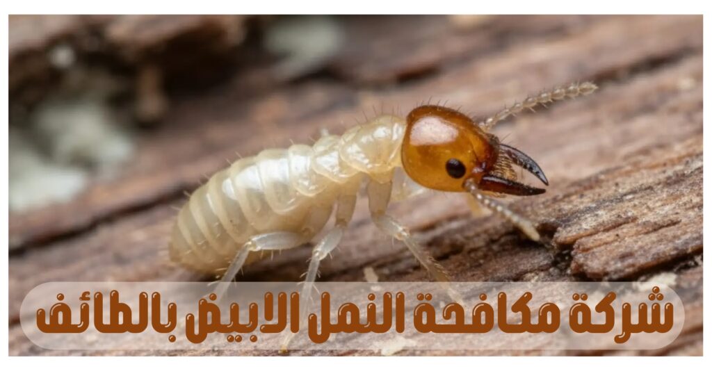 شركة مكافحة النمل الابيض بالطائف