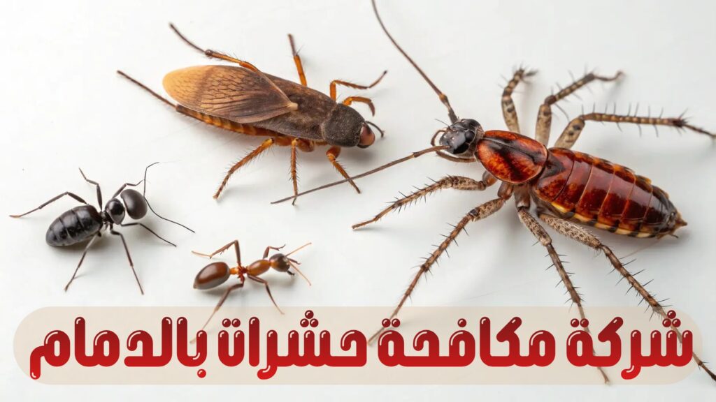 شركة مكافحة حشرات بالدمام