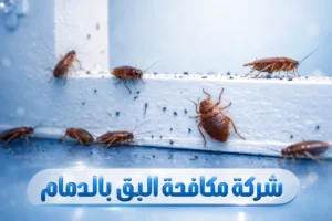 مكافحة البق بالدمام