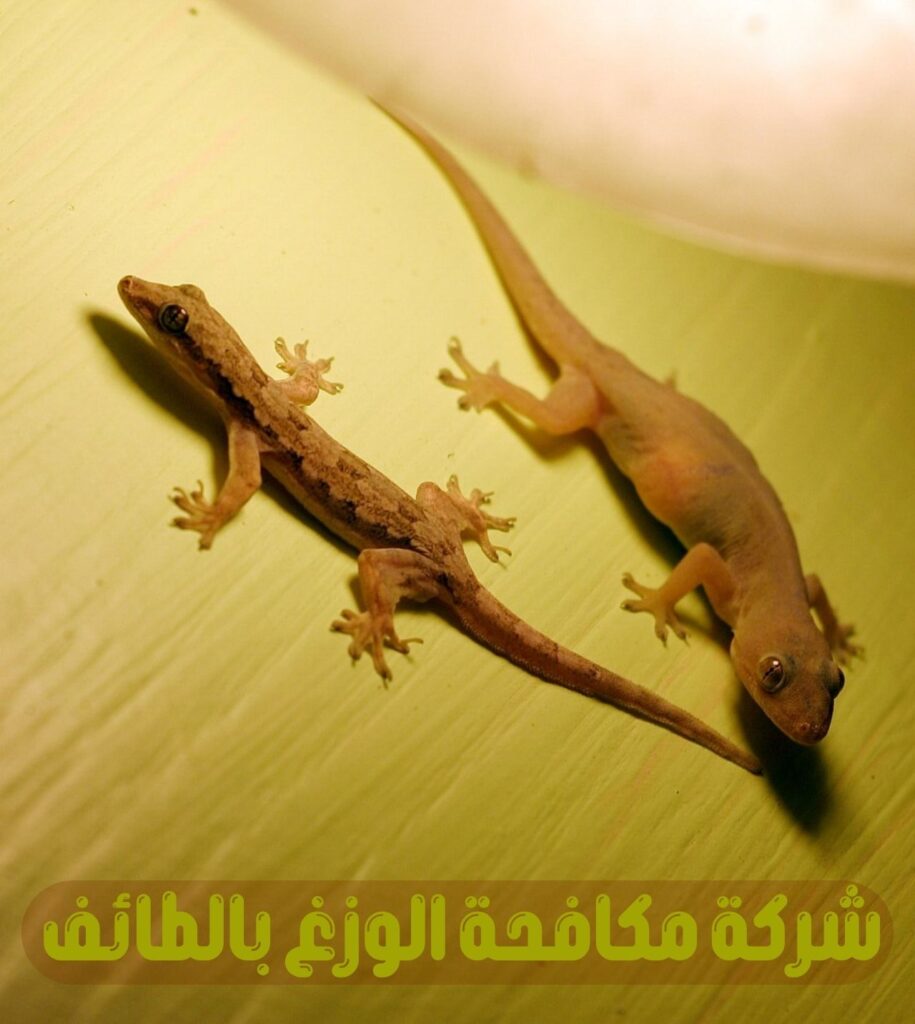 شركة مكافحة الوزغ بالطائف