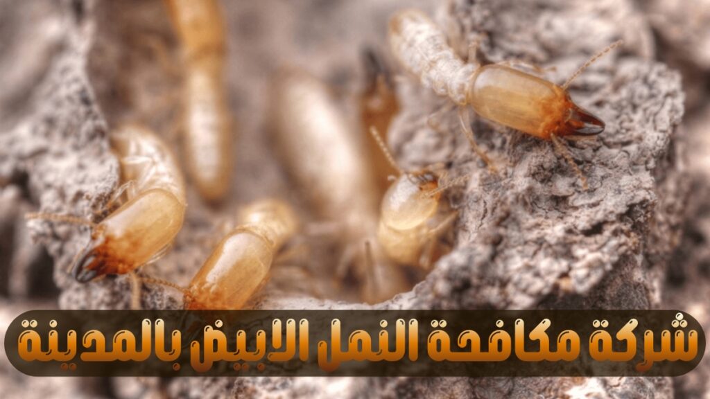 شركة مكافحة النمل الابيض بالمدينة